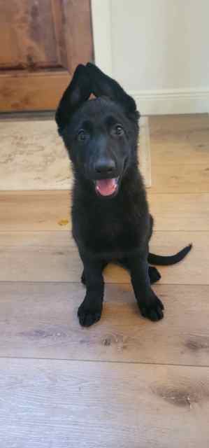 Pure Bred German Shepherd Pups