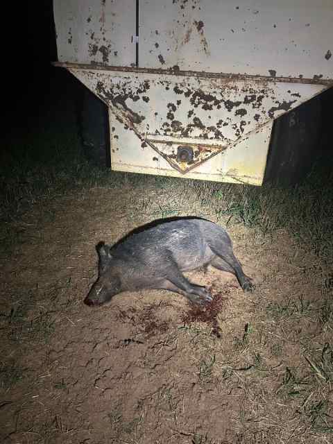 Thermal Hog hunts Nocona Tx