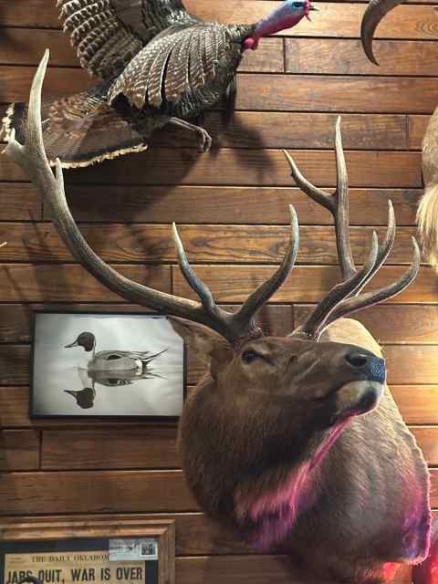 Elk Mount