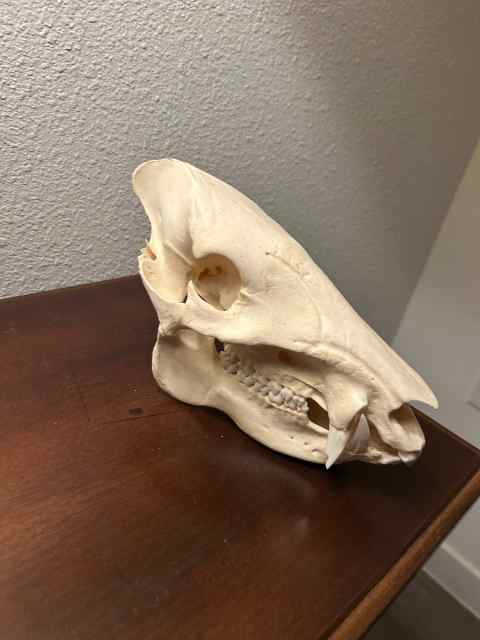 Javelina Skull European Mount 