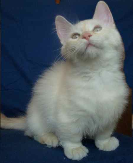 Munchkin Kitten Wanted